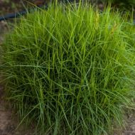 Carex muskingumensis 'Little Midge' (Turzyca palmowa) - carex_little_midge_79053_2a[1].jpg